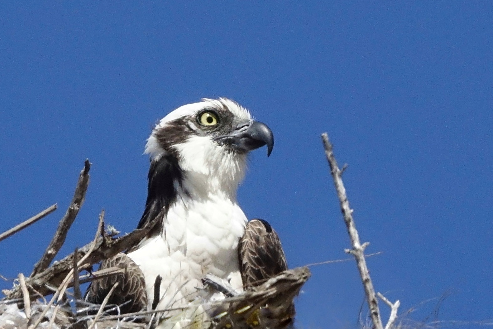 Rapace dans un nid en Basse-Californie